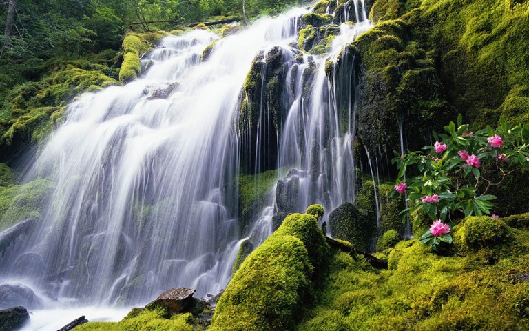 Vẻ đẹp của rừng và thác nước 8K tải xuống hình nền
