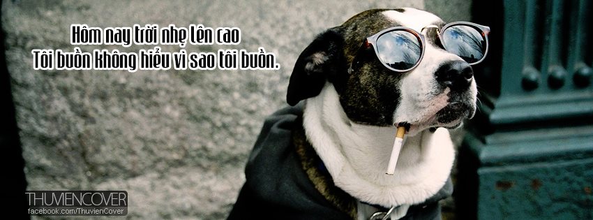 20 ảnh bìa facebook động vật hài hước  đẹp và ý nghĩa