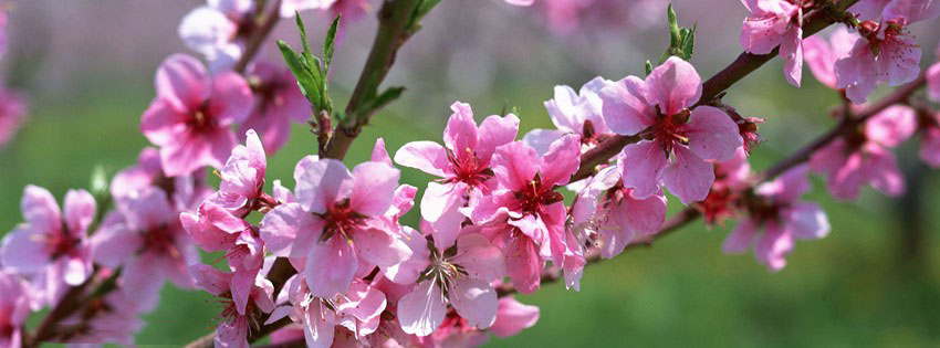 Hãy chiêm ngưỡng vẻ đẹp tráng lệ của những cành hoa đào lung linh, tinh khôi trong mùa xuân. Chúng ta có thể tưởng tượng được sự tỉ mỉ, công phu của người trồng và chăm sóc hoa để tạo nên những khoảnh khắc ngọt ngào của mùa xuân.
