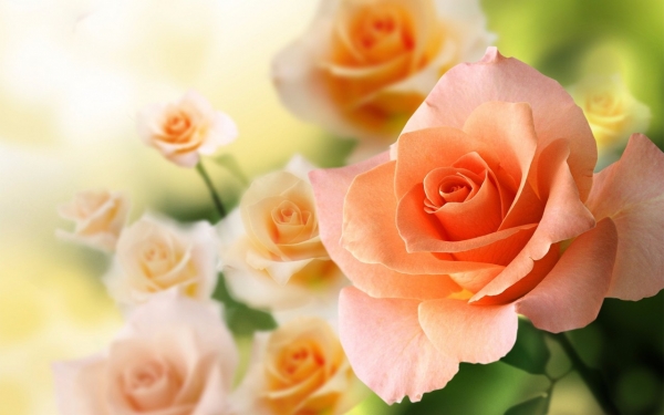Bộ ảnh những bông hoa hồng đẹp lung linh thật khó cưỡng