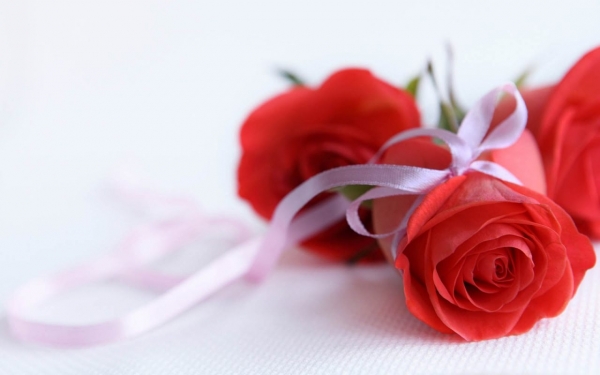 Bộ ảnh những bông hoa hồng đẹp lung linh thật khó cưỡng