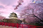 Tour du lịch Nhật Bản tết nguyên đán 6 ngày 5 đêm với nhiều chương trình hấp dẫn