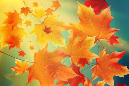 Chia sẻ psd hình nền lá mùa thu đẹp